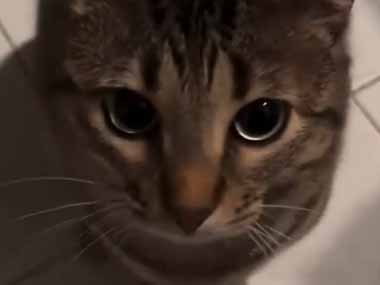 うちのネコを呼んでみた。は～い♪ 何？何？なんか用ですか？ → 猫はちょっぴりおしゃべりです…