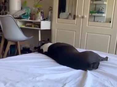 イヌが背中を向けて寝転んでいた。ベッドを叩いて呼んでみる → 犬、逆再生です…