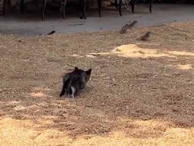 子ネコが小鳥を狙っていた。慎重に近づく。するともう１匹、子猫がやってきた → こうなった…