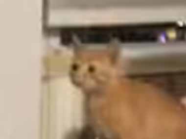 子猫がゴハンを狙っていた。飼い主の足元からは登らない → こちらの子猫はこうします…