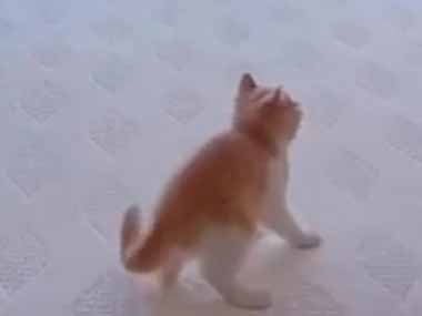 うちには３匹の子ネコがいる。私がベッドメイクをしていた → とても時間がかかります…