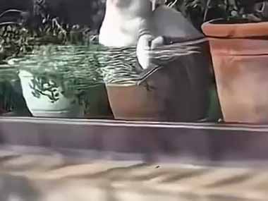 家の窓辺に植物を並べていた。ぽかぽか光合成！ → ひとつの鉢はこんな様子です…