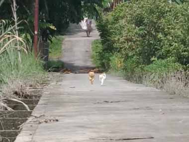 ２匹のネコが歩道にいた。こっちに走ってくる → １匹は「Ｂダッシュ」です…