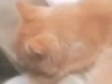 【ネコ】 庭にガイコツが転がっていた。骨の形がちょうど良い♪ → 猫はここでくつろぎます…