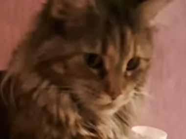 猫のカリカリをボウルに入れた。１粒ずつ、あ～ん♪ → 猫貴族の食事はこうします…