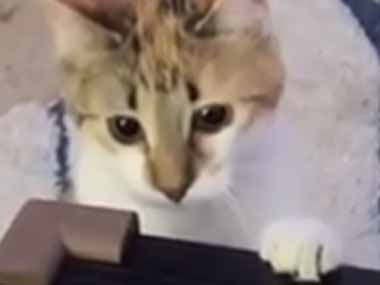 うちの猫はペットボトルのフタが好き。私がテーブルの上にフタを落とす → ちょっと離れていてもこうなります…