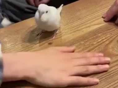 ネコや犬の前で手を重ねると前足を乗せてくる。それを小鳥の前でやってみた → こうなります…