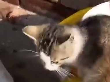 【大胆すぎる】 泥棒たちがミルク缶に集まっていた。フタが開いている → 豪快な犯行はこちらです…