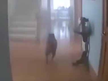 火災が発生した家の中にイヌがいた。早くここから出るんだ！ → 非常時でも犬はこれが大切なようです…