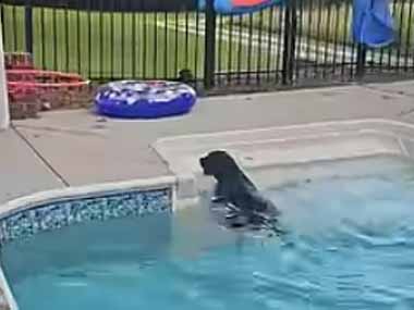 うちの犬がプールで遊んでいた。一番好きなのは飛び込みだ！ → 犬はちゃんとこうします…