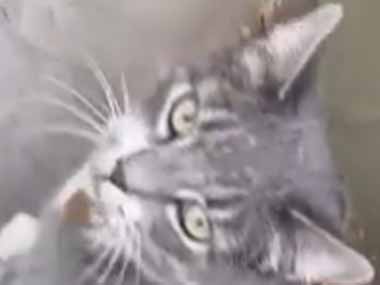 ネコが庭で遊んでいた。下僕、頼むにゃ。私が体に付いた汚れを落としてあげる → でもすぐにこうなる…