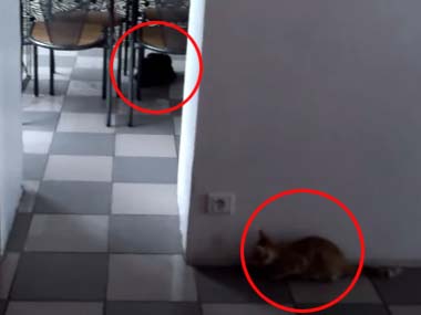 １匹のネコが廊下の陰に隠れていた。どうやら同居猫を「待ち伏せ」しているようだ。驚かしてやるにゃ♪ → すると…