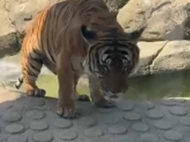 でっかいネコがゆっくり池に入った。おっふ♪ → こんな顔になりますた…