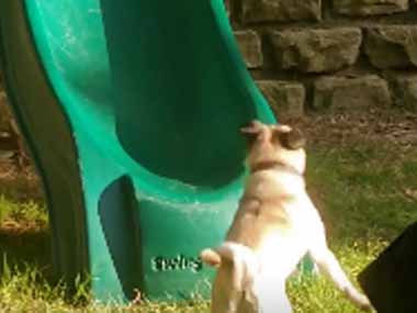 うちのイヌが庭でリスを追いかけていた。滑り台の上に逃げたようだ → 犬はこうなった…