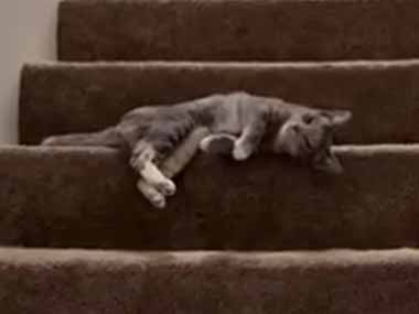うちのネコが階段の途中で横になっていた。下り方は自由だ！ → まったり猫はこうします…