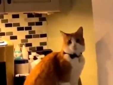猫がキッチンでイタズラしていた。やめなさい！ → でも猫はこうします…