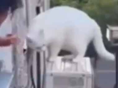 １匹のネコが室外機の上にいた。そんな所にいたら危ないよ。大丈夫にゃ♪ → こうなっちゃう…