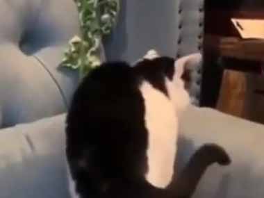 うちの猫がソファの隅にやってきた。「丸くなる」っていうレベルじゃねぇぞ！ → 猫、トランスフォームです…