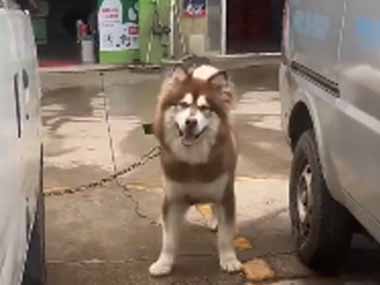 イヌが車の向こう側にいた。いない、いない、ばあっ！ → 付き合いの良い犬はこうします…