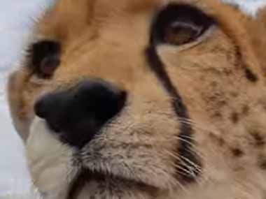 猫のゴロゴロ音は人が癒しを感じる周波数だ。ナデナデごろごろ～♪ → でっかい猫だとこんな音です…