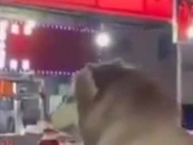 イヌと一緒に屋台街にやってきた。よっこいしょ♪ → お行儀が良い犬はこうします…