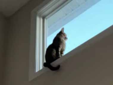 １匹のネコが窓から外を眺めていた。イタズラしたろ♪ → 下から同居猫が近づくと…
