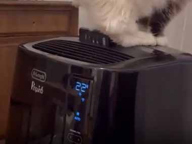 モフモフな猫は暑い日にどうやって涼むの？ ブオォォオォ～！ → うちの猫はこうします…