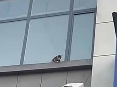 ビルの窓の外でネコが立ち往生していた。フォークリフトで救出だ！ → 結果…