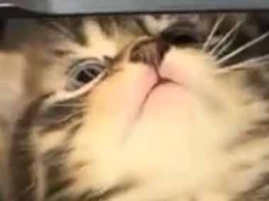 【子猫】 ノートパソコンの調子が悪い。ちょっと見せてみな！ → 毛玉の修理屋さんはこちらです…