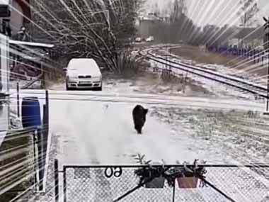 やつらは突然やってくる。番犬もお手上げだ！ → 街中に現れたイノシシたちはこちらです…