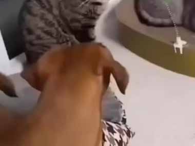 犬はネコと遊びたかったのかな？ …あ、いや、何でもないです → こうなった…