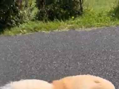 【イヌ】 人生には向かい風が吹く時もある。負けるもんかぁ！ → 犬、散歩します…