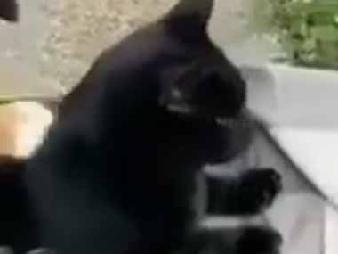ネコと子犬が一緒にいた。飼い主の真似をしているのかな？ → 子犬は猫にこうします…