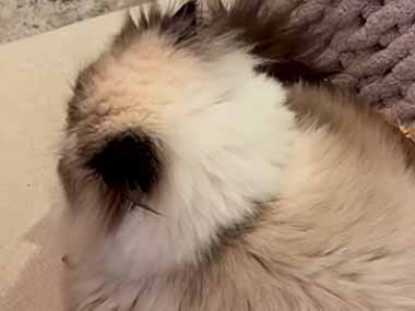 ネコはやっぱり箱が好き。ちょっと小さくても、そんなの関係ねぇ！ → モフモフはこうなります…