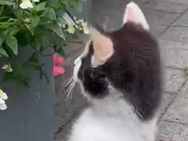 うちの子ネコが花を眺めていた。蝶が気になるようだ → 追いかける姿が可愛すぎる件…