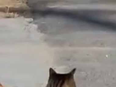 ２匹のネコと１匹の犬が道端にいた。今日はちょっと寒いね → 仲良しはこうなります…