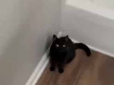 うちの黒猫が退屈そうにしていた。そん時はどうするの？ → ピンポン玉をこうします…