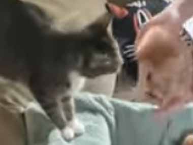 母猫が子ネコを咥えて運び出す。ソファの下には同居猫がいた。そこ邪魔にゃ！ → 母猫は強いんです…