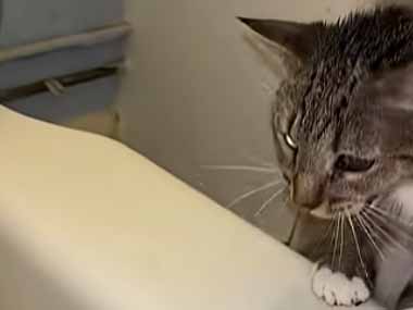 ネコ飼いがお風呂に入っていた。水は危険だぁ！ → 猫はいつも助けようとします…