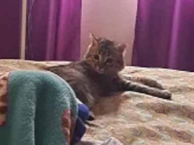 うちのネコが私のベッドの上でうろちょろし出す。何をするのかな？ → ファッ！？…