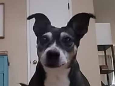 【イヌ】 飼い主がちょっと出かける。犬はどんな様子かな？ → 玄関前でこうなります…