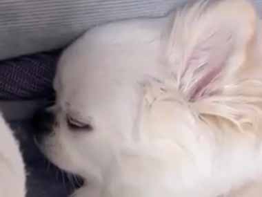 うちの犬がソファで寝ていた。夢の中で「編み物」でもしているのかな？ → 前足をこうしています…