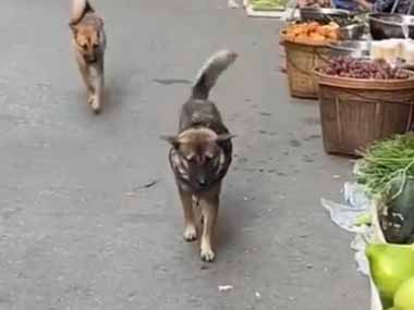 犬が露店にやってきた。あとでお代は持ってくるので、これくださいな♪ → 買い物犬はこうします…