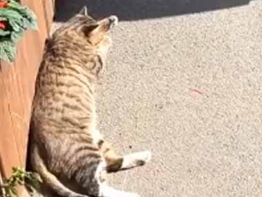 １匹のネコが道端で静かに寝ていた。自分にかかる影が少し動く → 猫はこうなった…