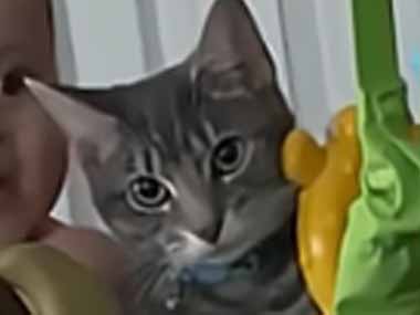 ネコと赤ちゃんが一緒にいた。この揺れは震度７！ → 猫、動じません…