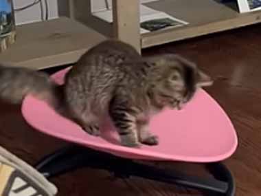 うちの猫がバランスチェアに乗っていた。こいつ、動くぞ！ → 猫はこうなります…