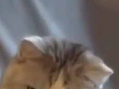 ネコがおもちゃで遊んでいた。楽しいの？そうじゃないの？ → 猫はこんな顔です…