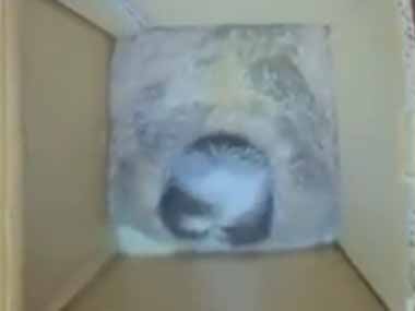 モフモフが箱の中にみっちり入っていた。これは何ですか？ → 正体はこちらです…