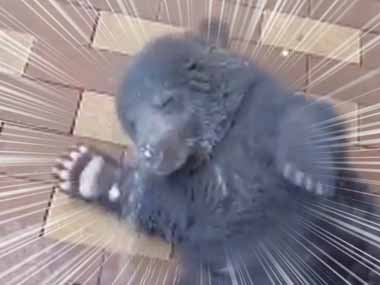 子グマにホースで水をかける。きゃはははは～！ → 生きているヌイグルミはこうなります…