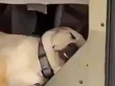 警察犬は疲れて寝ていた。ほら仕事の時間だよ → 起された犬がちょっと可愛い件…